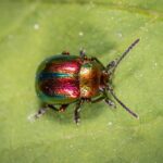 cicada spiritual meaning
