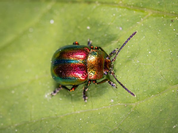 cicada spiritual meaning