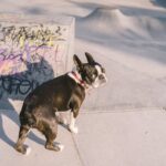 lilac french bulldog