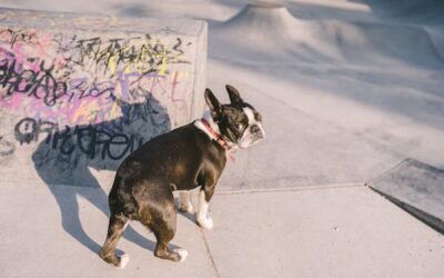 lilac french bulldog