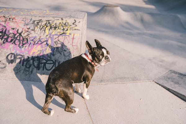 lilac french bulldog