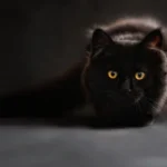 cat s