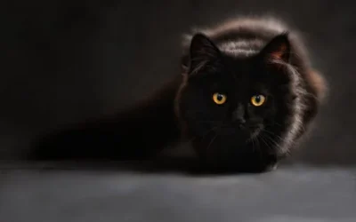 cat s