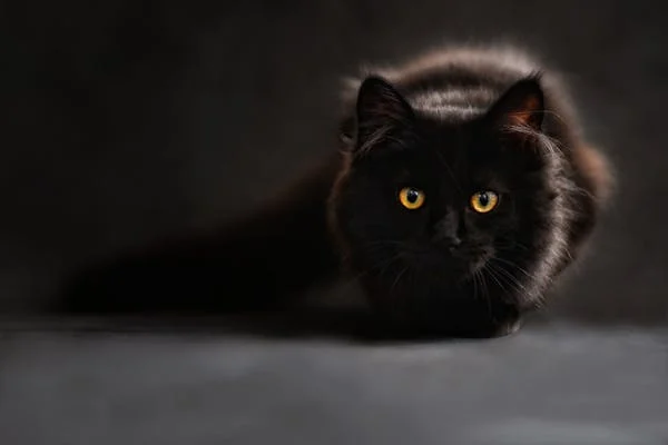 cat s