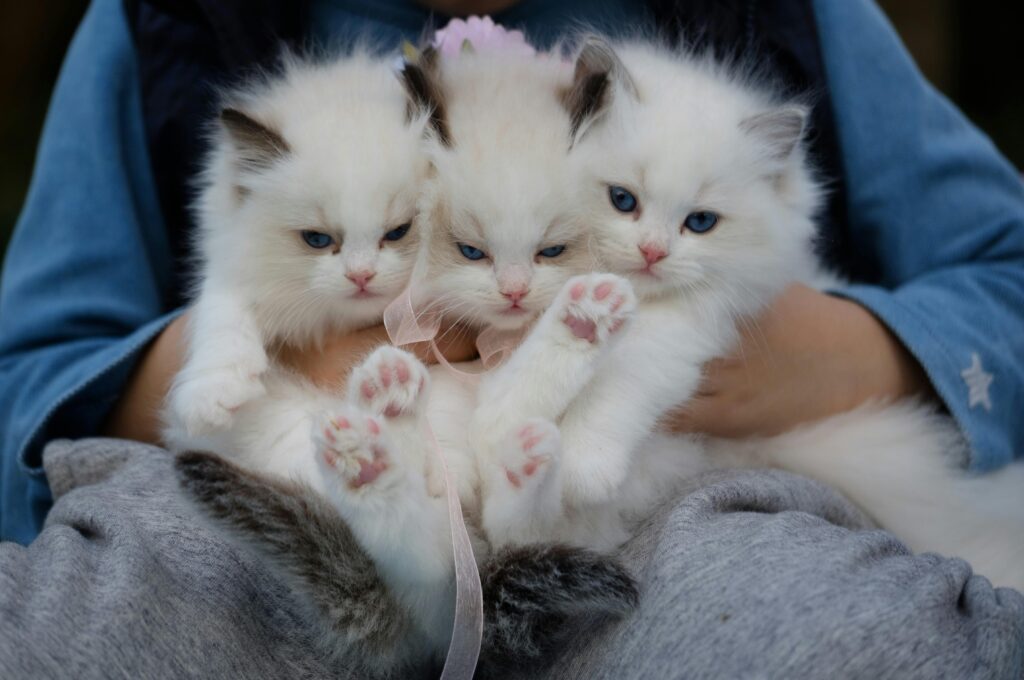 Ветеринарная клиника VetCityPets
