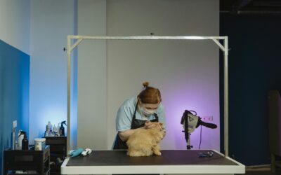 Ветеринарная клиника VetCityPets